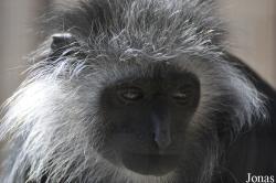 Colobus polykomos