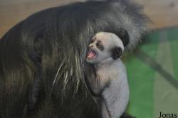 Blackpool Zoo
