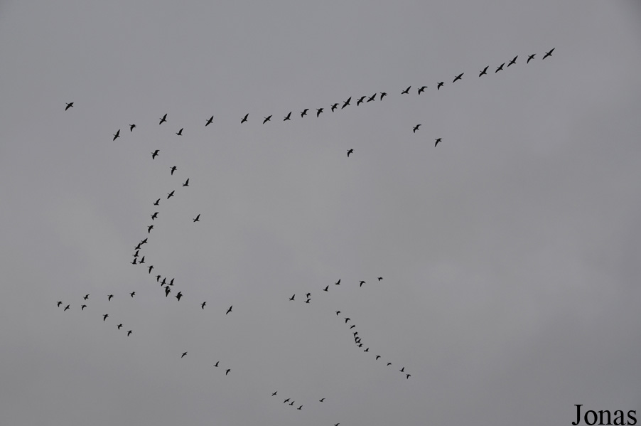 WWT Martin Mere Wetland Centre