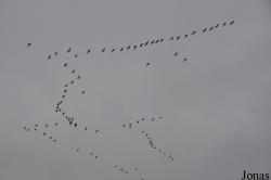 WWT Martin Mere Wetland Centre