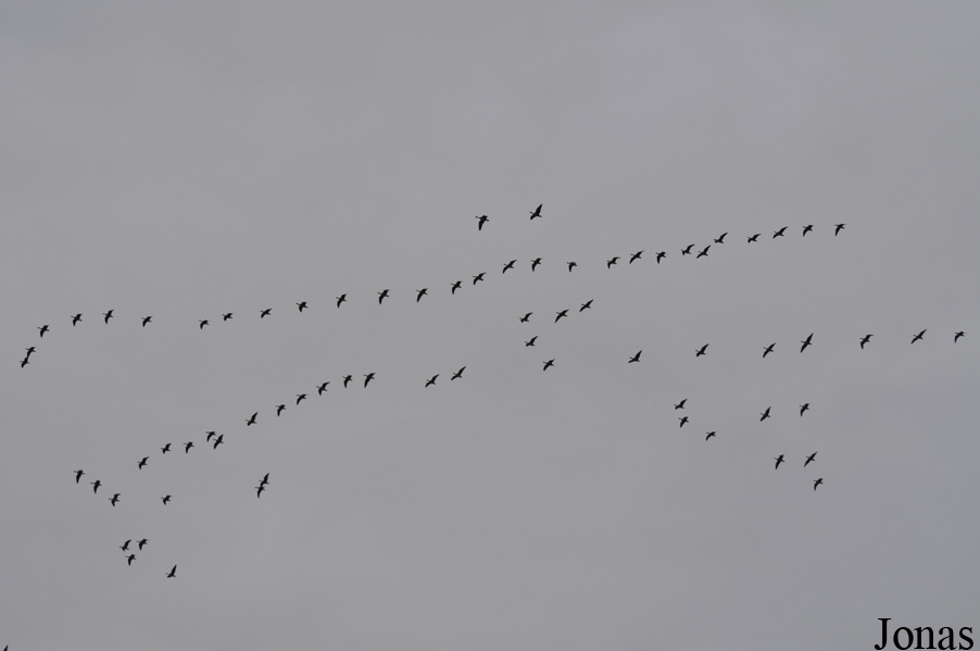 WWT Martin Mere Wetland Centre