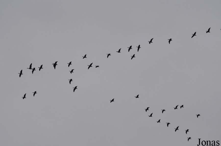 WWT Martin Mere Wetland Centre