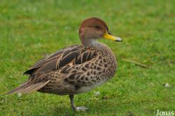 WWT Martin Mere Wetland Centre