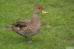 WWT Martin Mere Wetland Centre