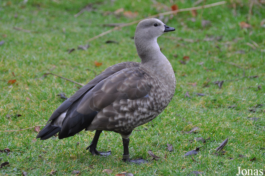 WWT Martin Mere Wetland Centre