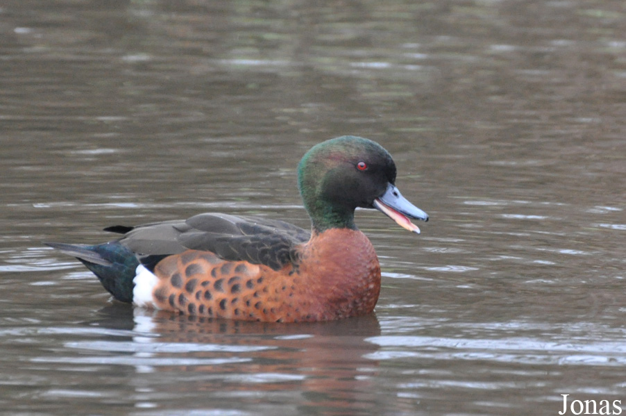 WWT Martin Mere Wetland Centre