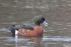 WWT Martin Mere Wetland Centre