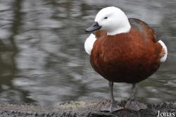 WWT Martin Mere Wetland Centre