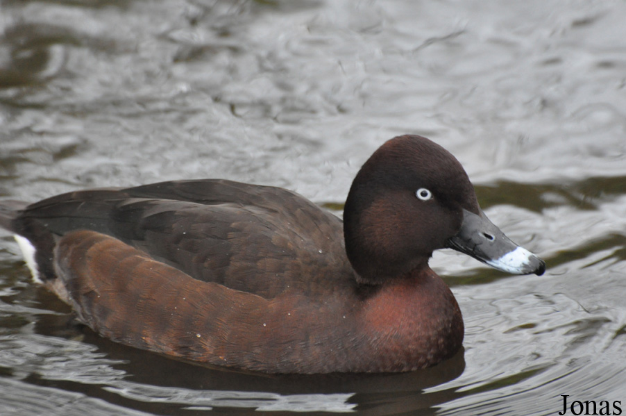 WWT Martin Mere Wetland Centre