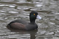 WWT Martin Mere Wetland Centre