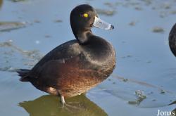 Aythya novaeseelandiae