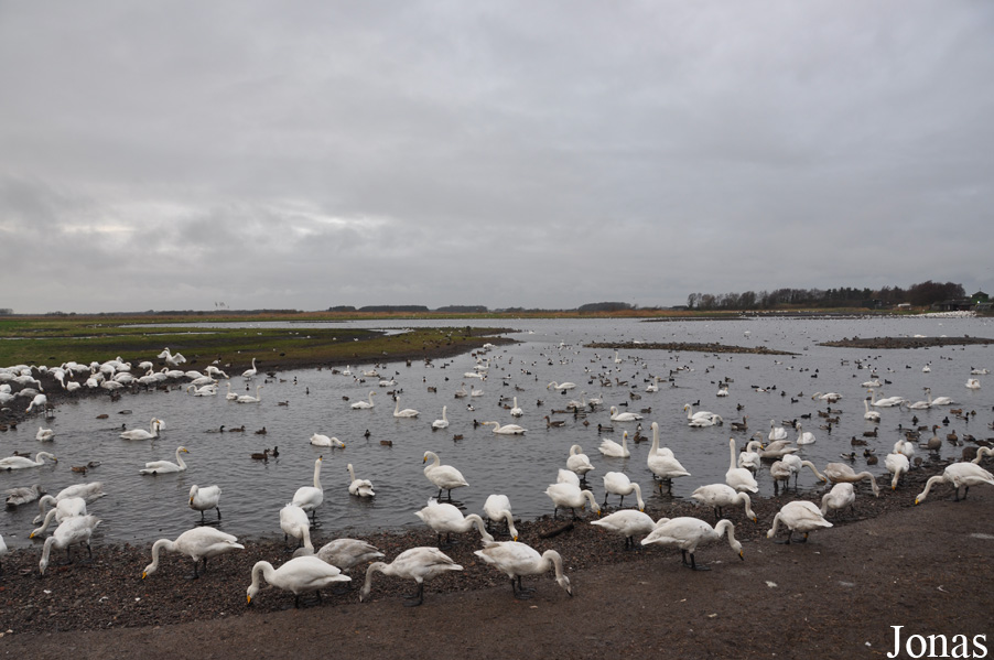 WWT Martin Mere Wetland Centre