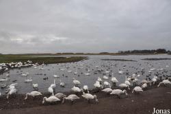 WWT Martin Mere Wetland Centre
