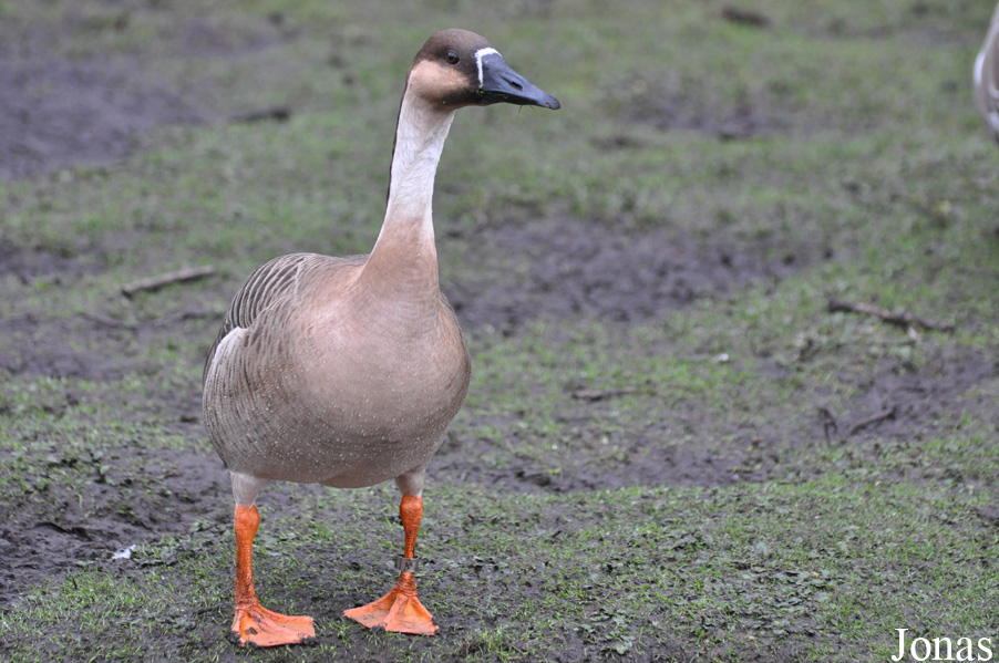 WWT Martin Mere Wetland Centre