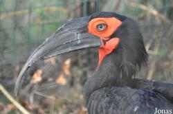 Bucorvus leadbeateri