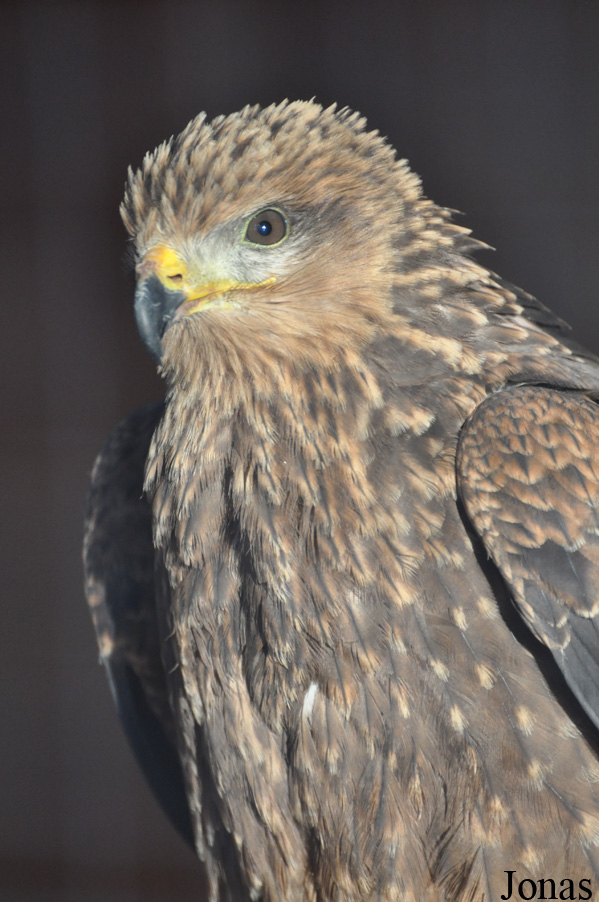 Yorkshire Wildlife Park