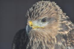 Milvus migrans