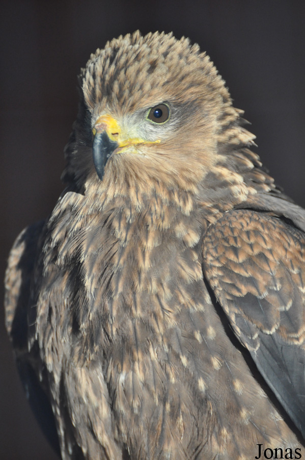 Yorkshire Wildlife Park