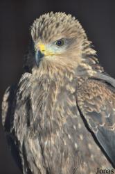 Yorkshire Wildlife Park