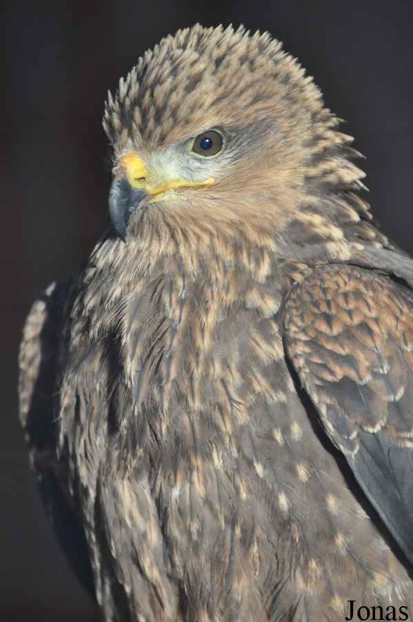 Yorkshire Wildlife Park
