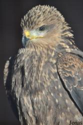 Yorkshire Wildlife Park