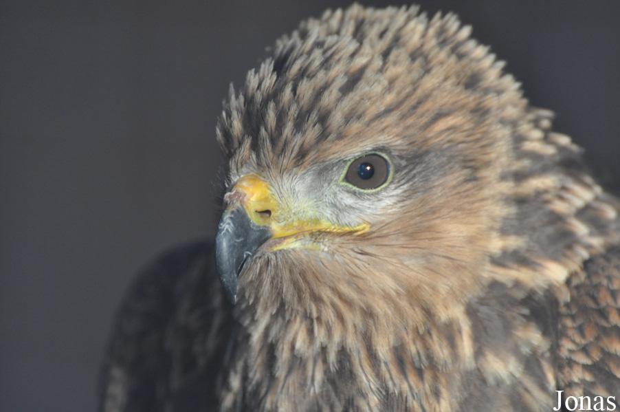 Yorkshire Wildlife Park