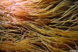 Stichodactylidae