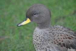 Harewood Bird Garden