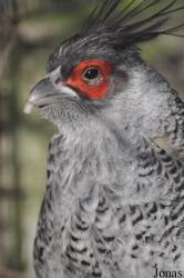 Harewood Bird Garden