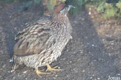 Lotherton Hall Bird Garden