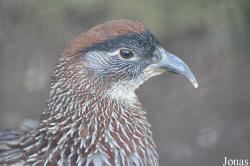 Lotherton Hall Bird Garden