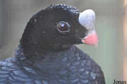 Lotherton Hall Bird Garden