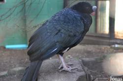 Lotherton Hall Bird Garden
