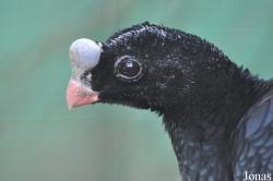 Lotherton Hall Bird Garden