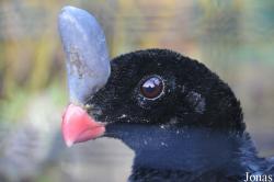 Lotherton Hall Bird Garden