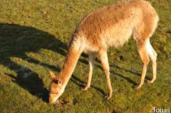 Chester Zoo
