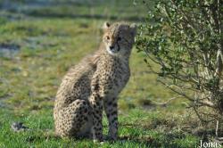 Chester Zoo