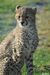 Chester Zoo