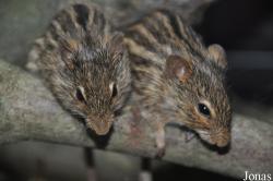 Lemniscomys striatus