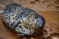 Phoca largha
