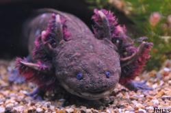 Ambystoma andersoni