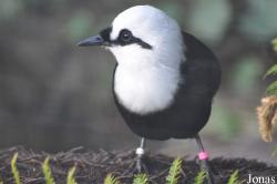 Garrulax bicolor