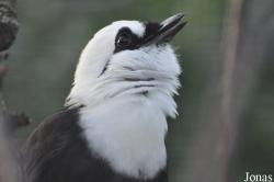 Chester Zoo