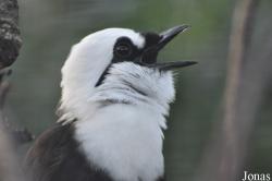 Chester Zoo