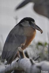 Blackbrook Zoological Park