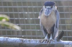 Blackbrook Zoological Park
