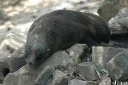 Callorhinus ursinus