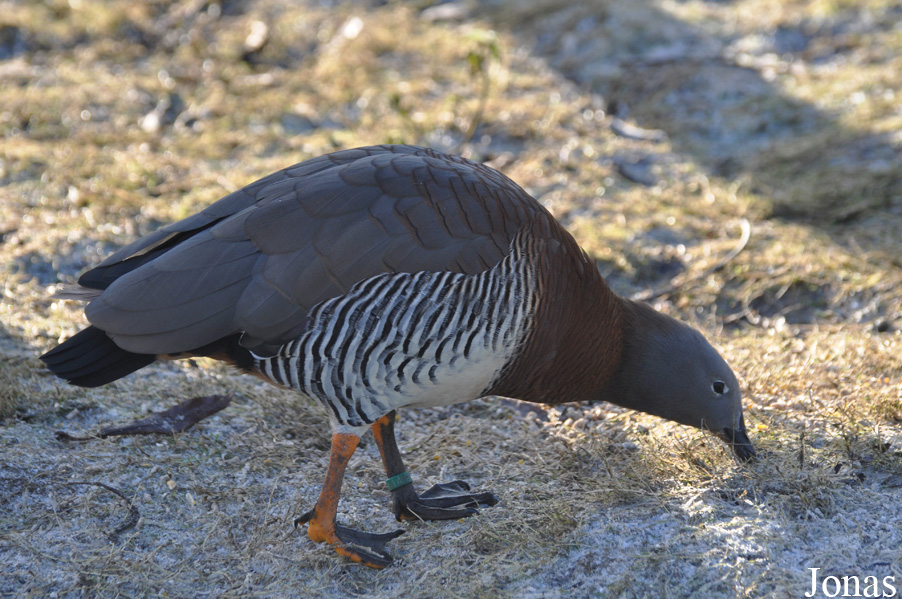 Blackbrook Zoological Park