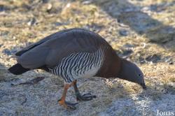 Blackbrook Zoological Park