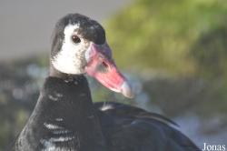 Blackbrook Zoological Park